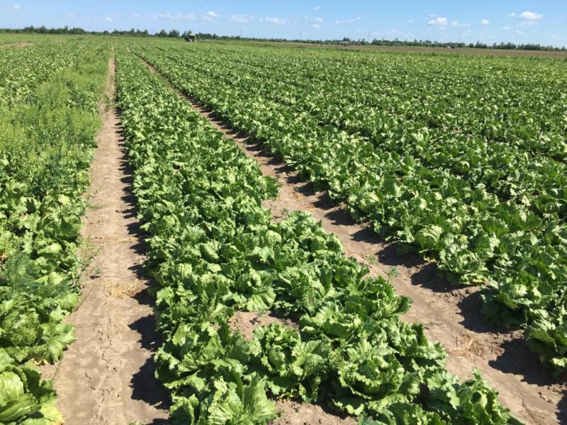 ​Предприятие «АгроНеро» построило новые теплицы для выращивания полезных салатов беби-лиф