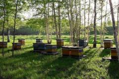 Тарас Осин – ярославский пчеловод со своим особым подходом к делу