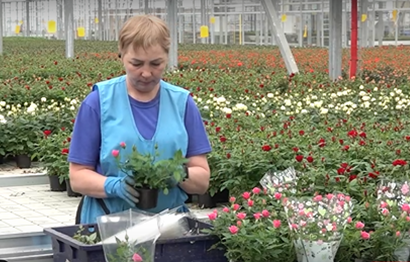 ​Производство огурцов и роз в Ярославской области оптимизируют в рамках нацпроекта