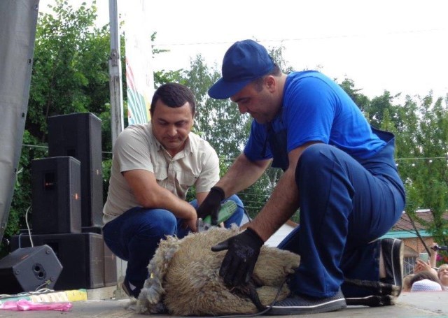 9 июля 2022 года в г. Тутаеве состоялся фестиваль «Романовская овца – золотое руно России»
