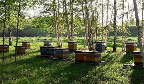 Мед для здоровья. Тарас Осин – ярославский пчеловод со своим особым подходом к делу