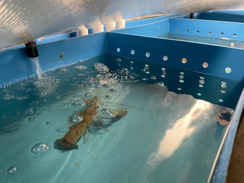 В Переславском районе реализуется инвестпроект аквакультуры по выращиванию австралийского красноклешневого рака в системе УЗВ.
