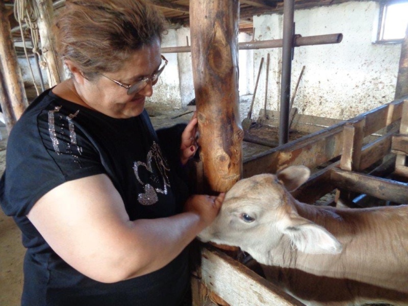 Успехи тутаевских фермеров в молочном животноводстве