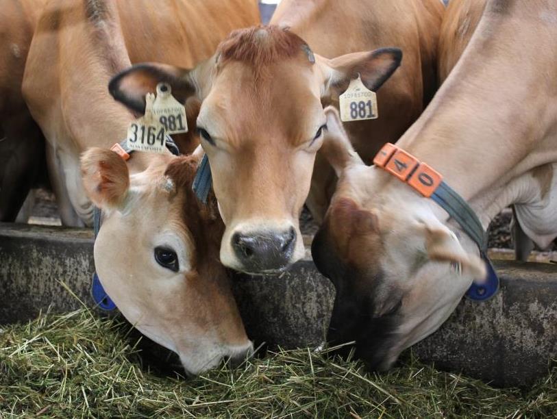 Топ 6 болезней пастбищного мясного скота и способы их лечения