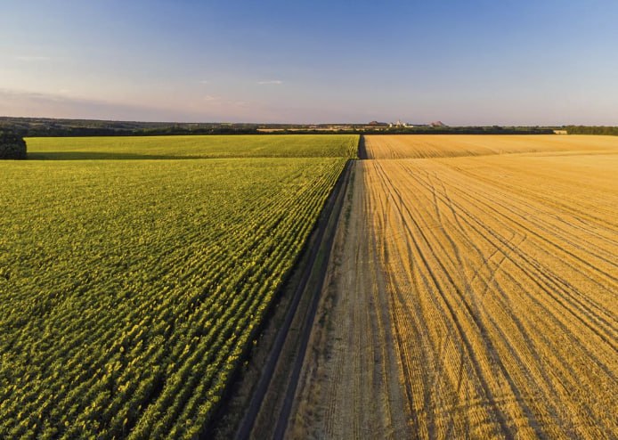 Рекордный урожай зерна собрали в Ярославской области