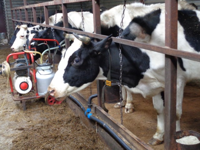 Взять быка за рога: бизнес с нуля в мясном животноводстве
