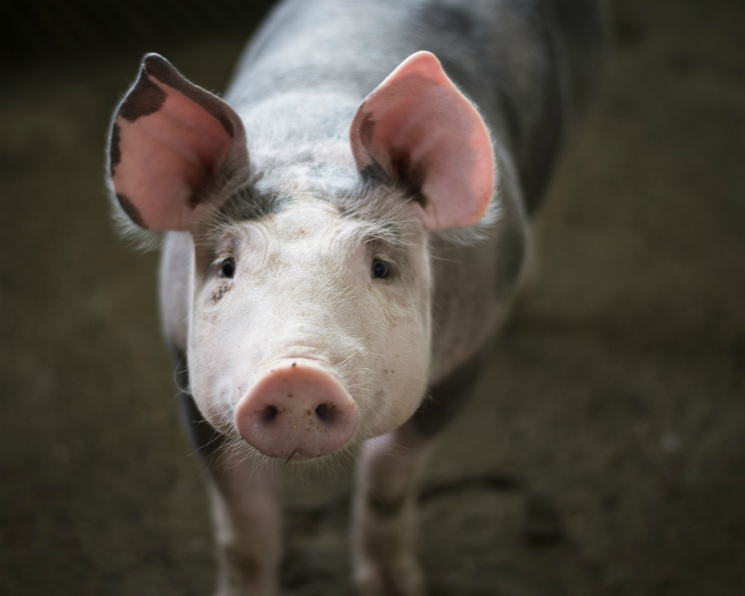 Поведение – зеркало здоровья: как понять, что свинья заболела