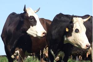 Нулевой выпас: как и зачем содержать молочных коров без пастбища