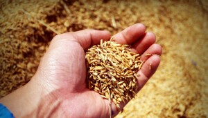 Что день грядущий мне готовит? 2023 год для рынков зерновых и масличных культур