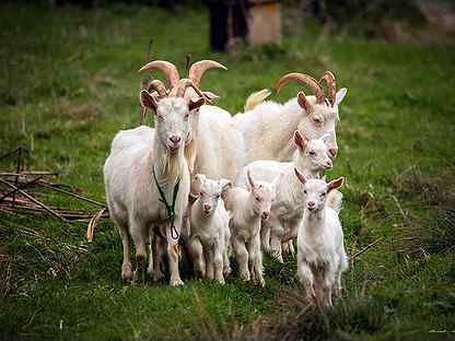 Всеядные козы едят гайки, шины и сигареты. Чем же все-таки их кормить?