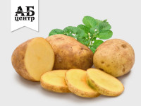 Цены на картофель урожая 2023 года в России, данные на август