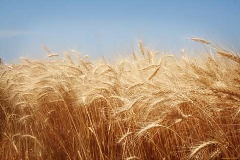 Более 140 тысяч тонн зерна уже убрано в Ярославской области