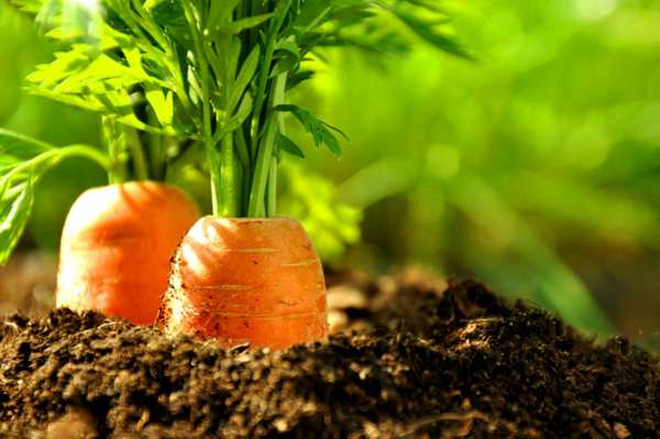 Топ 12 сортов моркови: какая для фермера лучше?