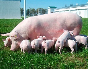 Долголетие свиноматок: генетика и выбраковка