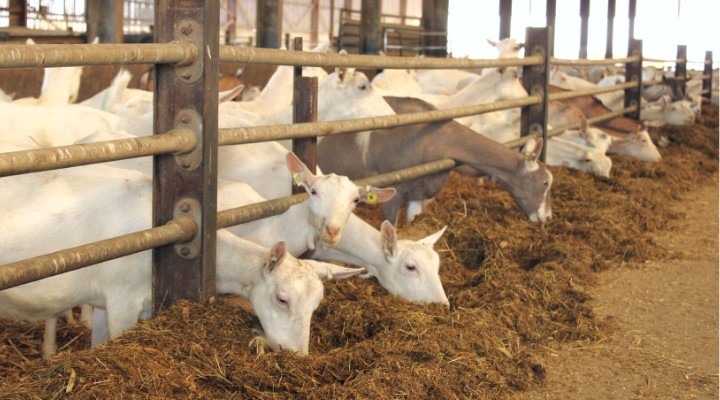 Что едят козы зимой: как в холода кормить мелкий молочный скот для высоких удоев