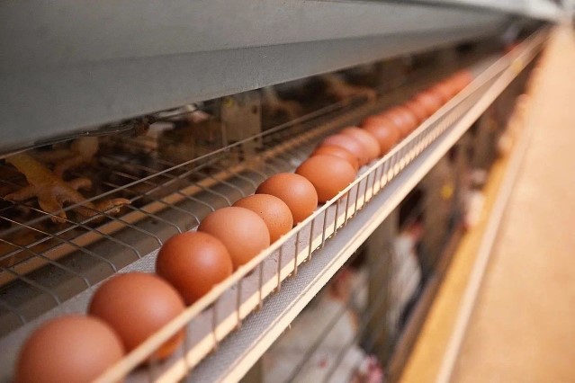 Ярославская область – лидер в ЦФО по производству яиц