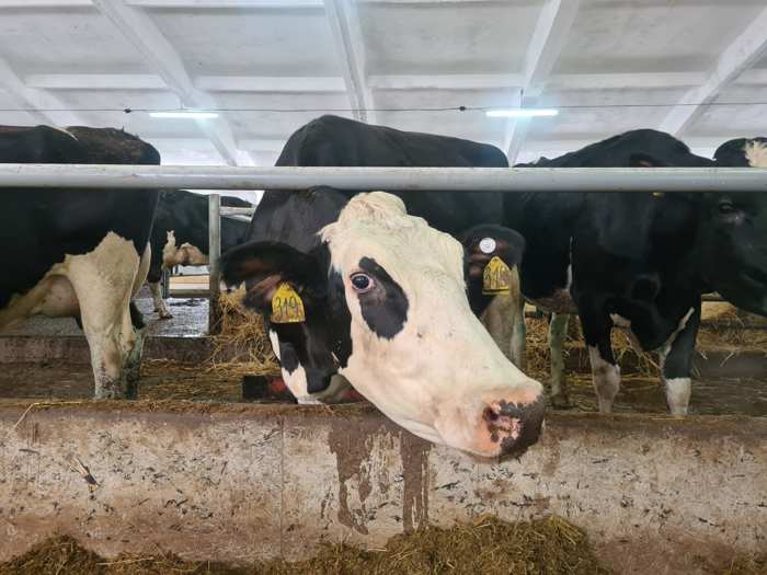 19 декабря  на базе акционерного общества «Ярославское» по племенной работе пройдет областной конкурс зоотехников-селекционеров молочного скотоводства.