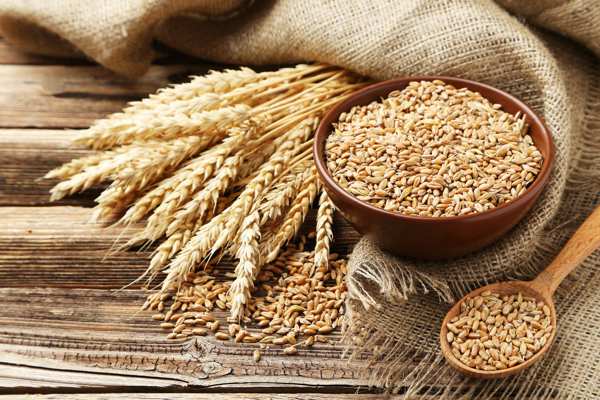 Ученые в РФ повысят на 15% урожайность пшеницы в нечерноземной зоне за счет нового сорта
