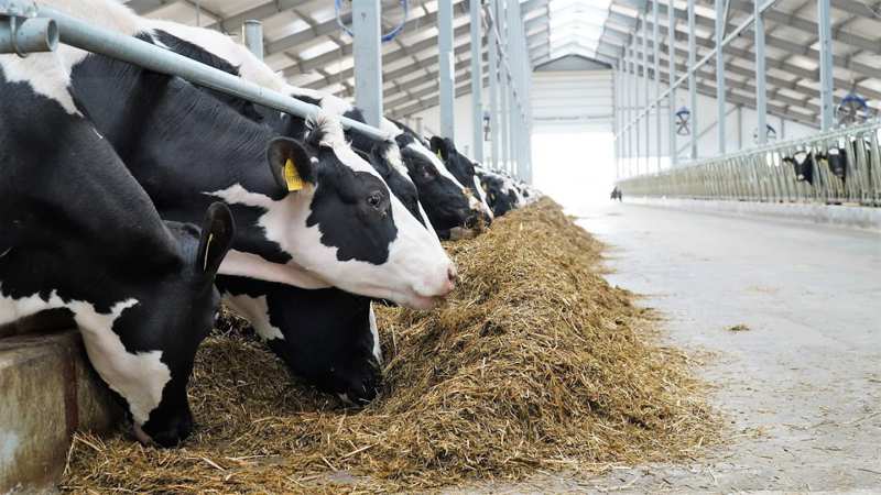 Ярославский облстат опубликовал информацию о поголовье коров  в сельскохозяйственных организаций в хозяйствах всех категорий