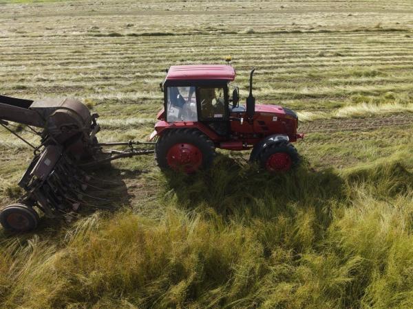 Валовой сбор льноволокна в Ярославской области вырос на 26 процентов
