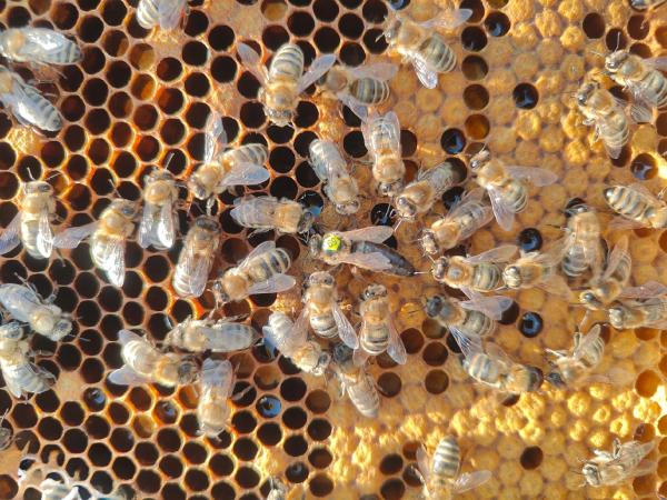 В России запустили «Портал пчеловода»